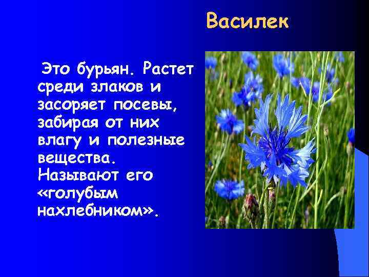 Василек Это бурьян. Растет среди злаков и засоряет посевы, забирая от них влагу и