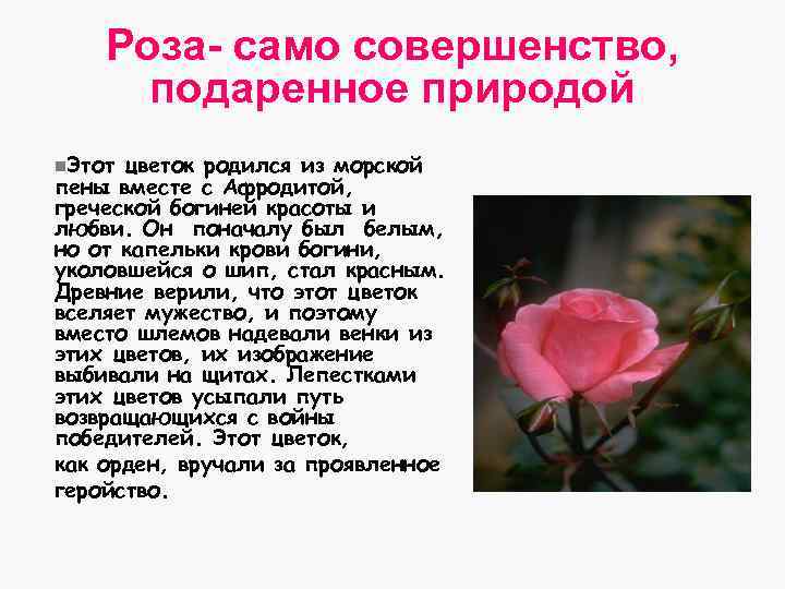 Роза- само совершенство, подаренное природой n. Этот цветок родился из морской пены вместе с