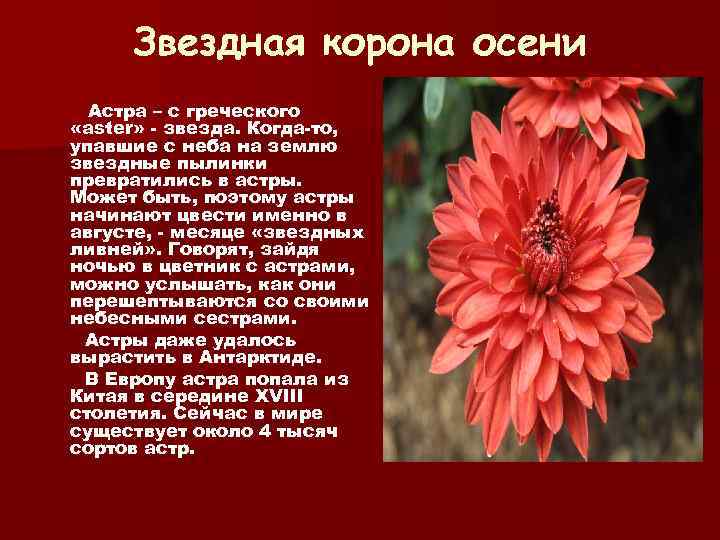 Звездная корона осени Астра – с греческого «aster» - звезда. Когда-то, упавшие с неба
