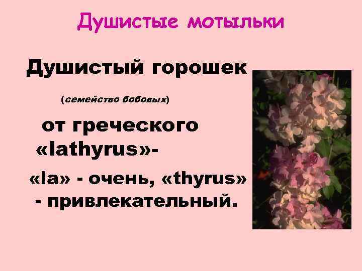 Душистые мотыльки Душистый горошек (семейство бобовых) от греческого «lathyrus» «la» - очень, «thyrus» -