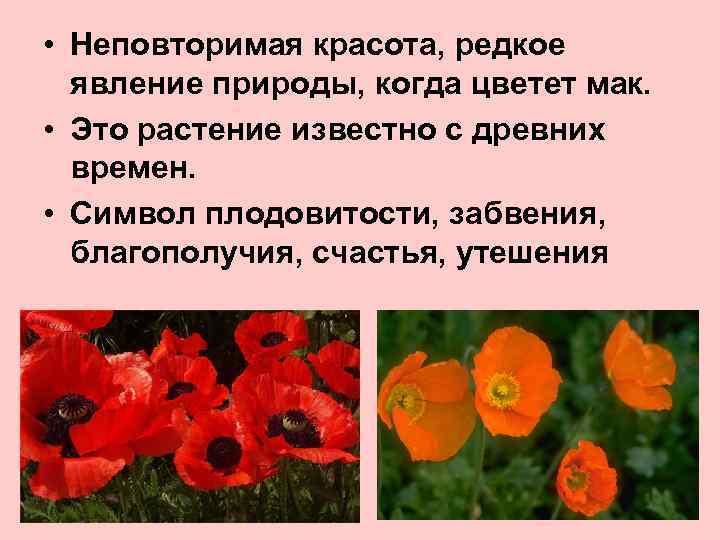  • Неповторимая красота, редкое явление природы, когда цветет мак. • Это растение известно