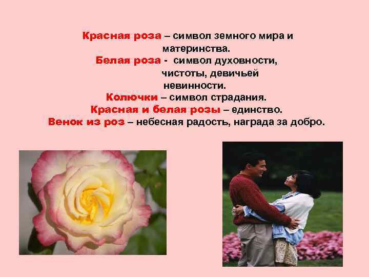 Красная роза – символ земного мира и материнства. Белая роза - символ духовности, чистоты,