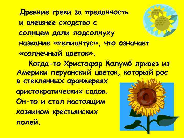 Древние греки за преданность и внешнее сходство с солнцем дали подсолнуху название «гелиантус» ,