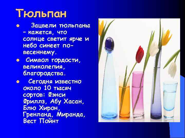 Тюльпан l l l Зацвели тюльпаны – кажется, что солнце светит ярче и небо