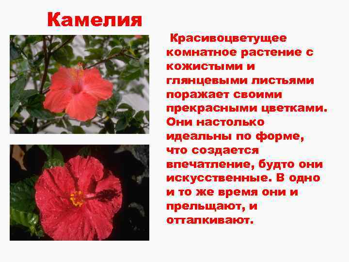 Камелия Красивоцветущее комнатное растение с кожистыми и глянцевыми листьями поражает своими прекрасными цветками. Они