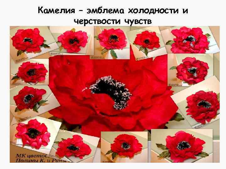 Камелия – эмблема холодности и черствости чувств 