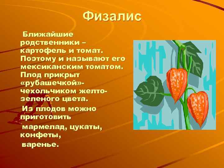 Физалис Ближайшие родственники – картофель и томат. Поэтому и называют его мексиканским томатом. Плод