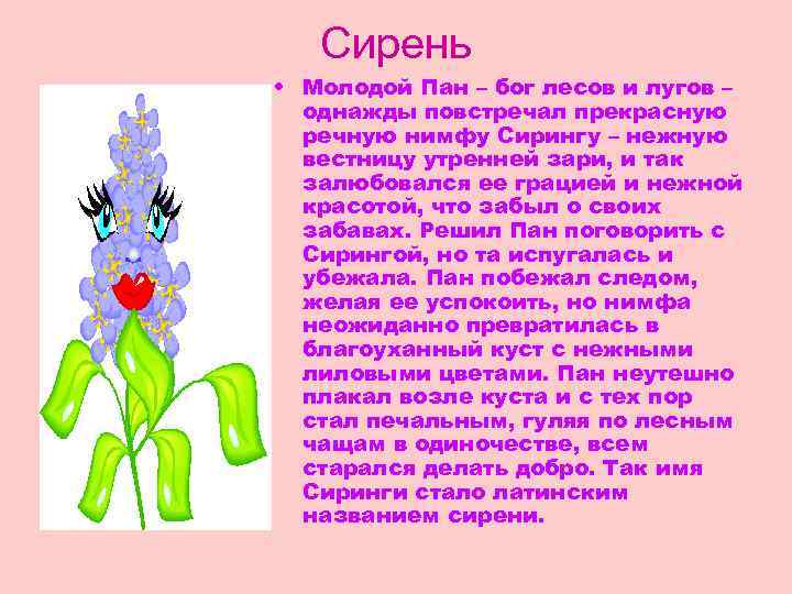 Сирень • Молодой Пан – бог лесов и лугов – однажды повстречал прекрасную речную