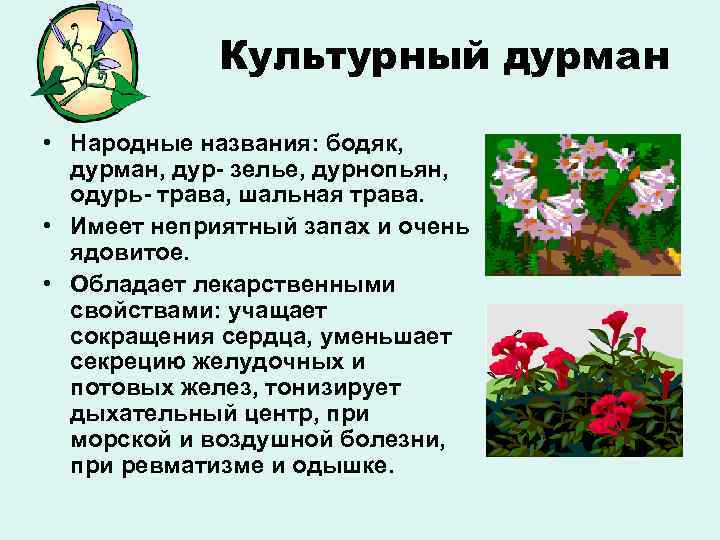 Культурный дурман • Народные названия: бодяк, дурман, дур- зелье, дурнопьян, одурь- трава, шальная трава.