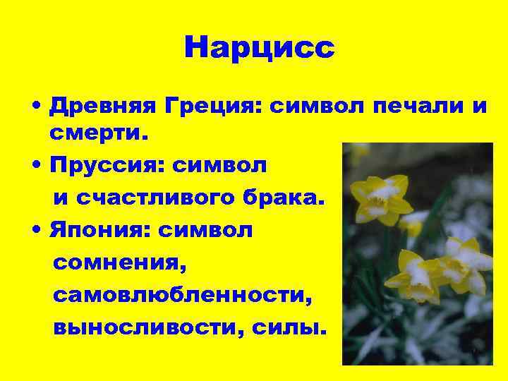 Нарцисс • Древняя Греция: символ печали и смерти. • Пруссия: символ и счастливого брака.