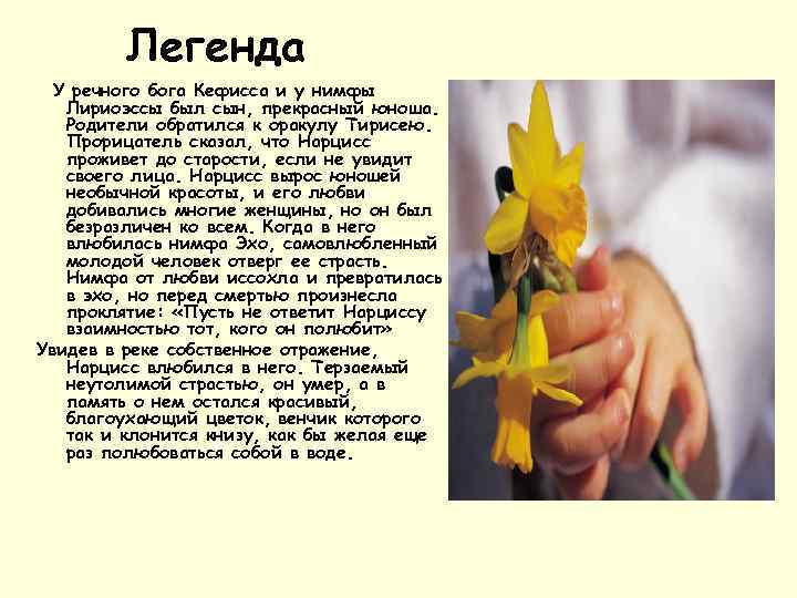 Легенда У речного бога Кефисса и у нимфы Лириоэссы был сын, прекрасный юноша. Родители