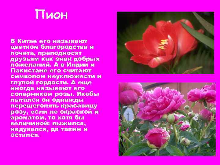 Пион В Китае его называют цветком благородства и почета, преподносят друзьям как знак добрых