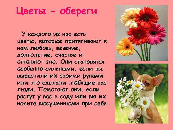 Цветы - обереги У каждого из нас есть цветы, которые притягивают к нам любовь,