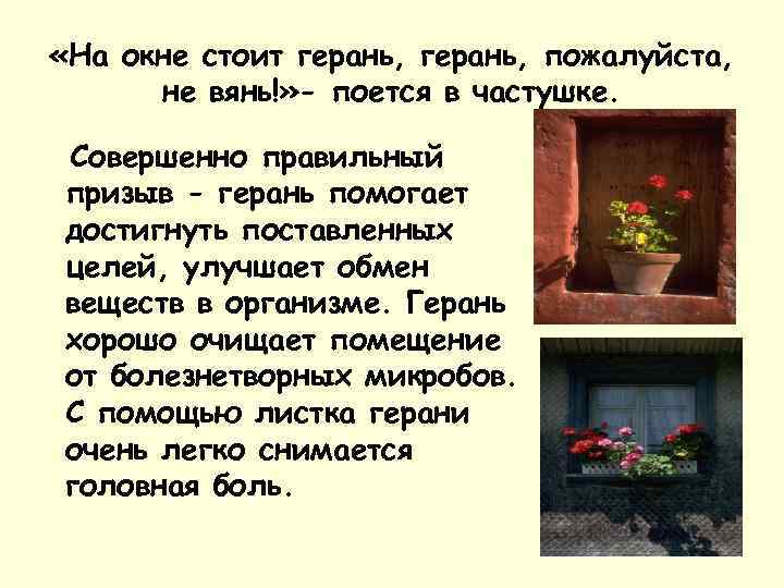  «На окне стоит герань, пожалуйста, не вянь!» - поется в частушке. Совершенно правильный