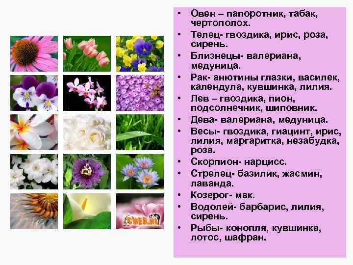  • Овен – папоротник, табак, чертополох. • Телец- гвоздика, ирис, роза, сирень. •