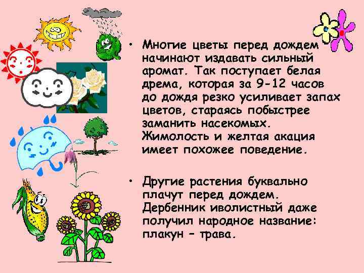  • Многие цветы перед дождем начинают издавать сильный аромат. Так поступает белая дрема,