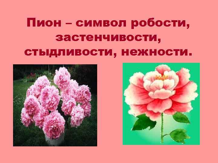 Пион – символ робости, застенчивости, стыдливости, нежности. 