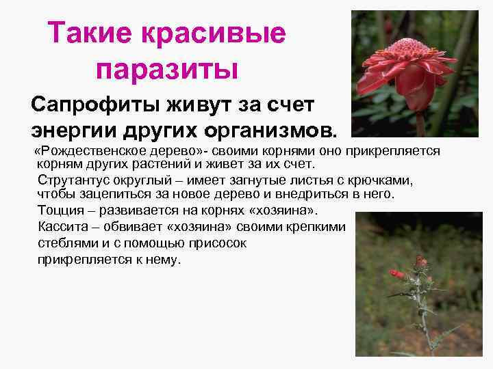 Такие красивые паразиты Сапрофиты живут за счет энергии других организмов. «Рождественское дерево» - своими