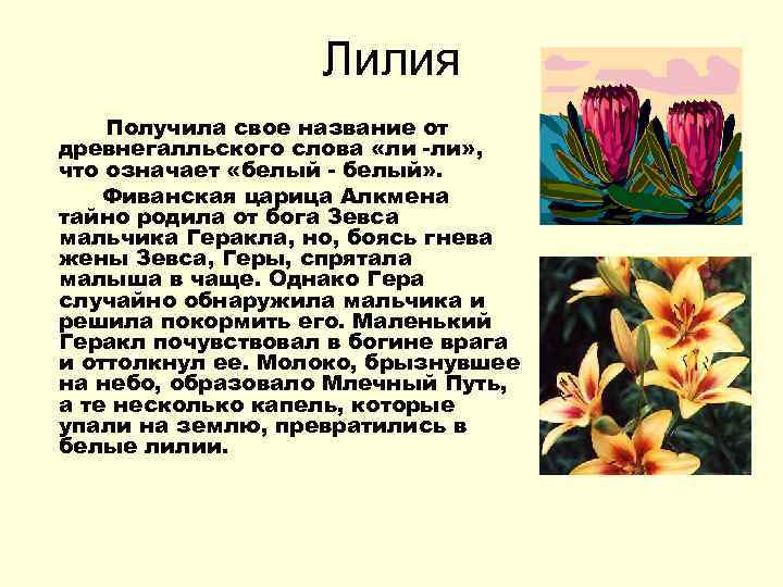 Лилия Получила свое название от древнегалльского слова «ли -ли» , что означает «белый -