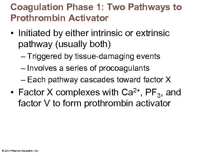 Coagulation Phase 1: Two Pathways to Prothrombin Activator • Initiated by either intrinsic or