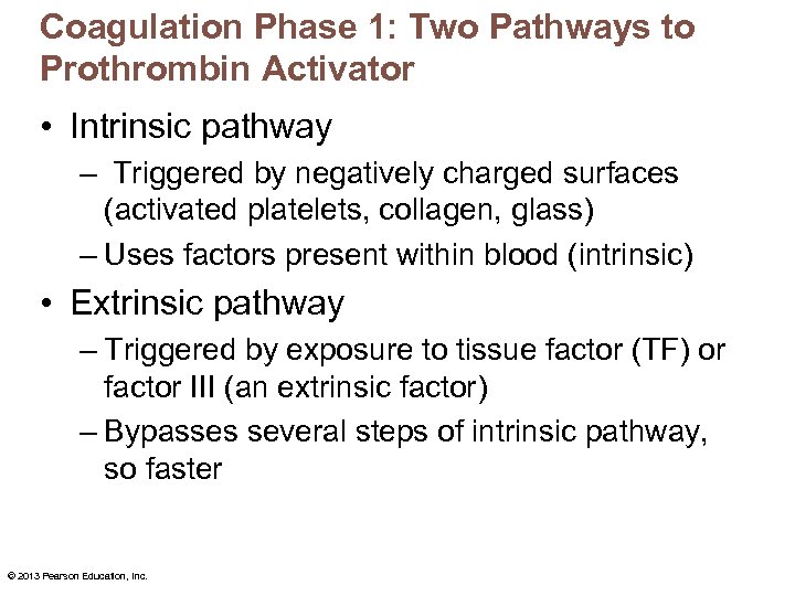 Coagulation Phase 1: Two Pathways to Prothrombin Activator • Intrinsic pathway – Triggered by