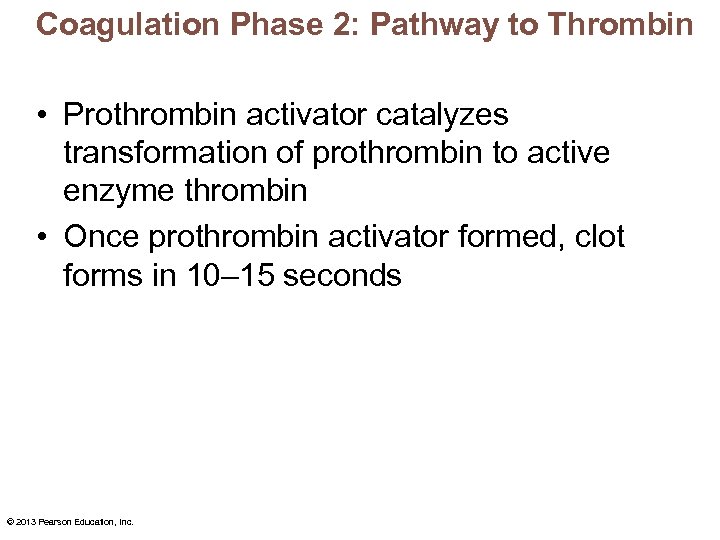 Coagulation Phase 2: Pathway to Thrombin • Prothrombin activator catalyzes transformation of prothrombin to