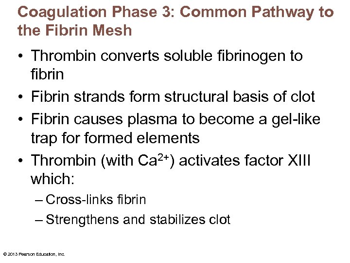 Coagulation Phase 3: Common Pathway to the Fibrin Mesh • Thrombin converts soluble fibrinogen