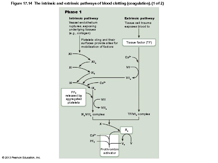 Figure 17. 14 The intrinsic and extrinsic pathways of blood clotting (coagulation). (1 of