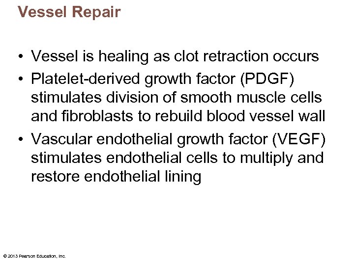 Vessel Repair • Vessel is healing as clot retraction occurs • Platelet-derived growth factor