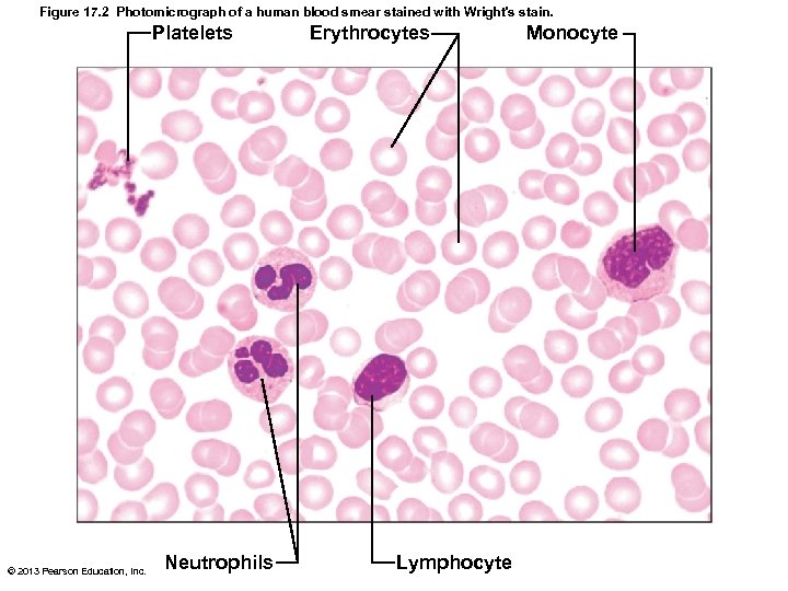 Figure 17. 2 Photomicrograph of a human blood smear stained with Wright's stain. Platelets