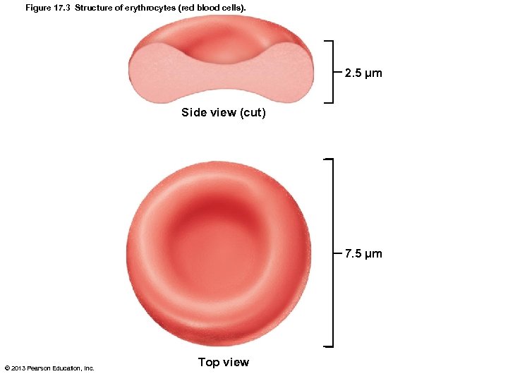 Figure 17. 3 Structure of erythrocytes (red blood cells). 2. 5 µm Side view