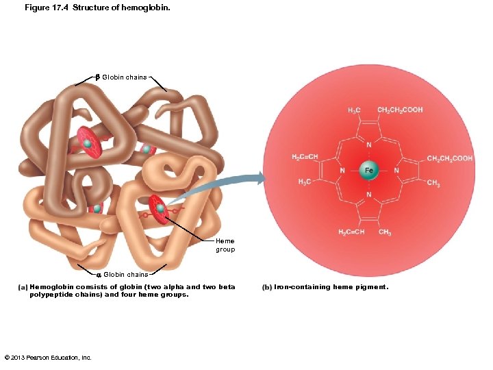 Figure 17. 4 Structure of hemoglobin. Globin chains Heme group Globin chains Hemoglobin consists