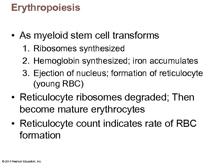 Erythropoiesis • As myeloid stem cell transforms 1. Ribosomes synthesized 2. Hemoglobin synthesized; iron