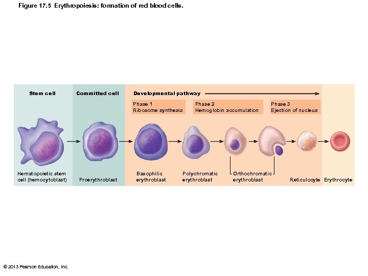 Figure 17. 5 Erythropoiesis: formation of red blood cells. Stem cell Committed cell Developmental