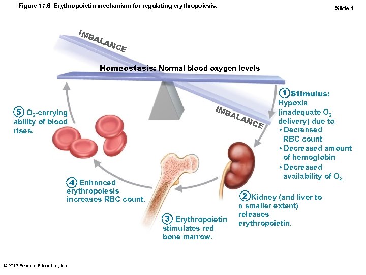 Figure 17. 6 Erythropoietin mechanism for regulating erythropoiesis. IMB AL Slide 1 AN CE