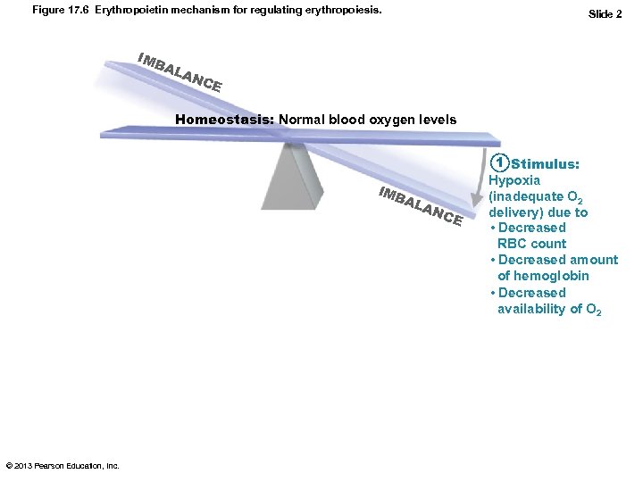 Figure 17. 6 Erythropoietin mechanism for regulating erythropoiesis. IMB AL Slide 2 AN CE