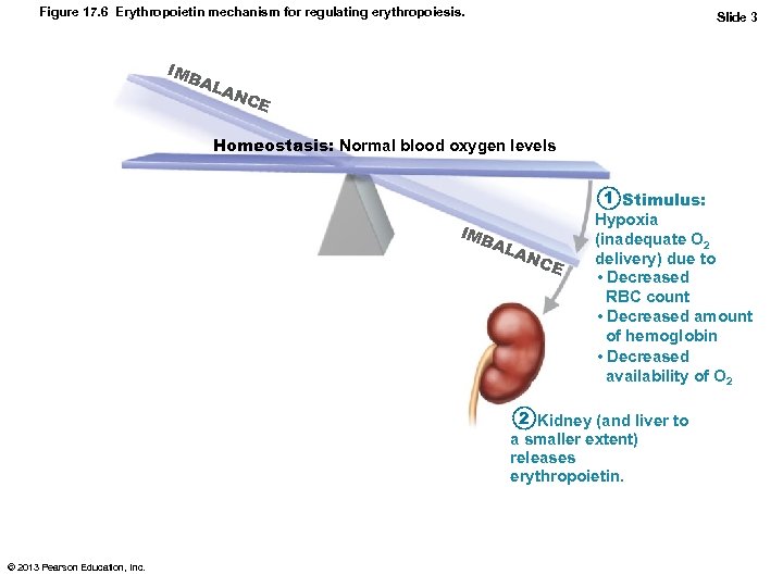 Figure 17. 6 Erythropoietin mechanism for regulating erythropoiesis. IMB AL Slide 3 AN CE