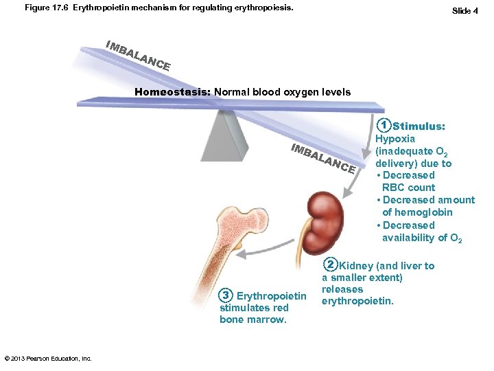 Figure 17. 6 Erythropoietin mechanism for regulating erythropoiesis. IMB AL Slide 4 AN CE