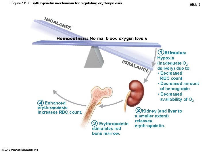 Figure 17. 6 Erythropoietin mechanism for regulating erythropoiesis. IMB AL Slide 5 AN CE