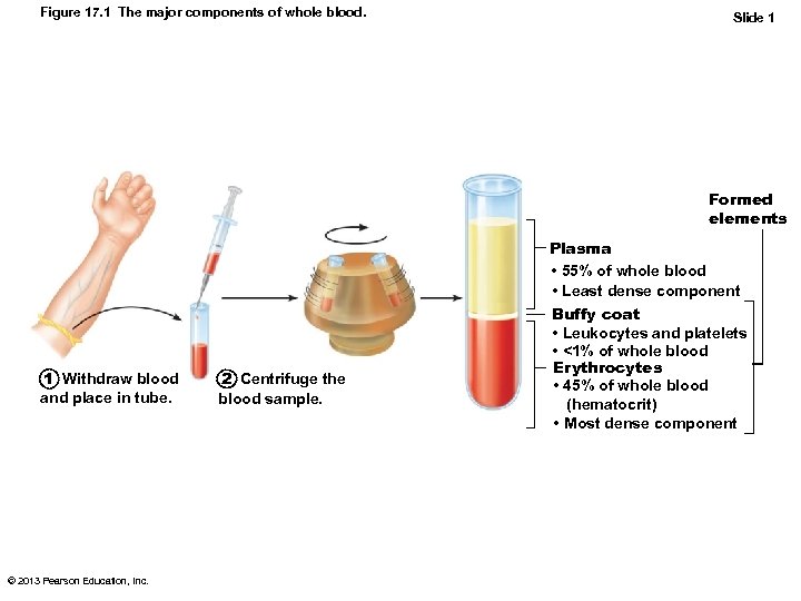 Figure 17. 1 The major components of whole blood. Slide 1 Formed elements 1