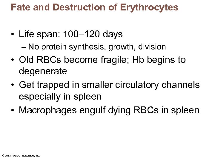 Fate and Destruction of Erythrocytes • Life span: 100– 120 days – No protein