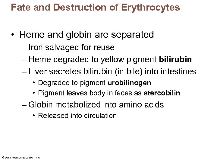 Fate and Destruction of Erythrocytes • Heme and globin are separated – Iron salvaged