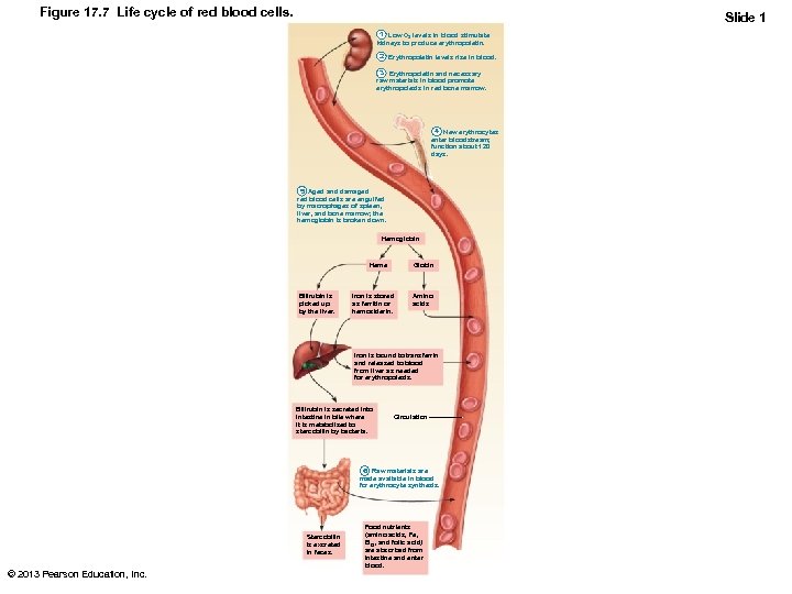 Figure 17. 7 Life cycle of red blood cells. Slide 1 1 Low O