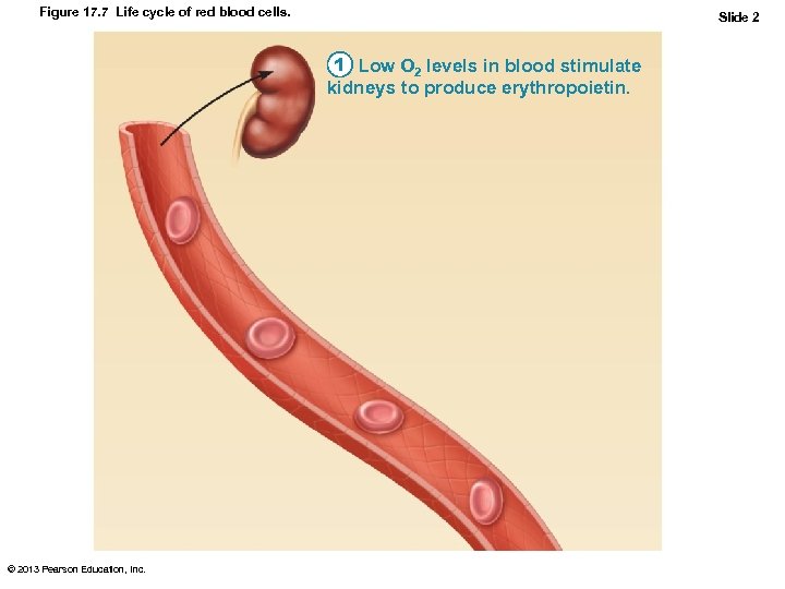 Figure 17. 7 Life cycle of red blood cells. Slide 2 1 Low O