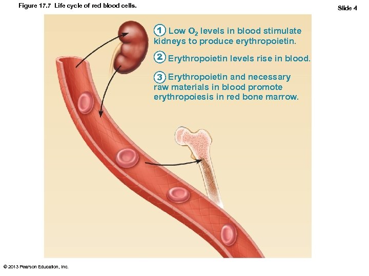 Figure 17. 7 Life cycle of red blood cells. Slide 4 1 Low O