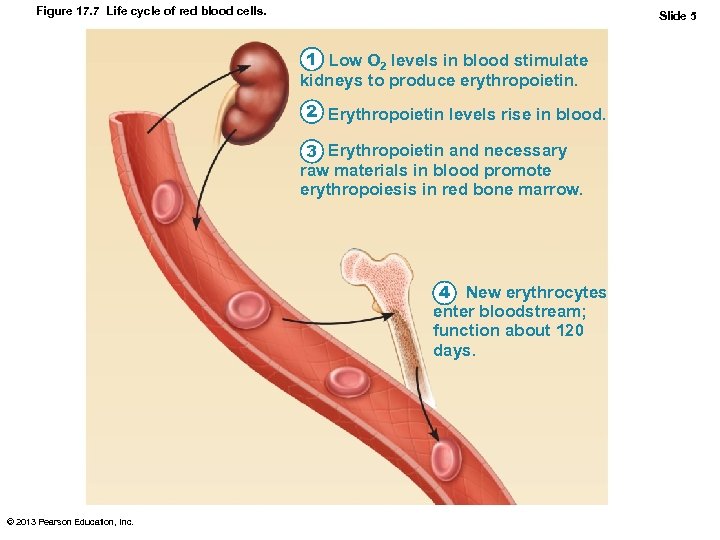 Figure 17. 7 Life cycle of red blood cells. Slide 5 1 Low O