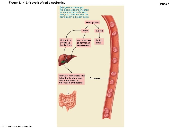 Figure 17. 7 Life cycle of red blood cells. Slide 6 5 Aged and