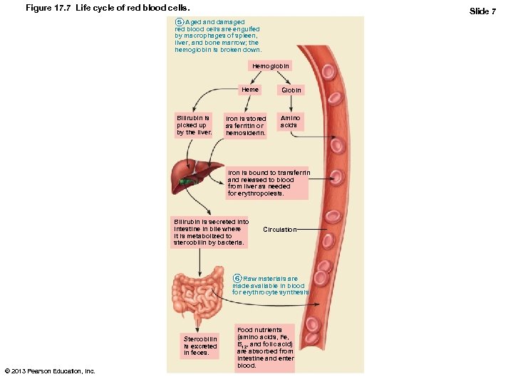 Figure 17. 7 Life cycle of red blood cells. Slide 7 5 Aged and