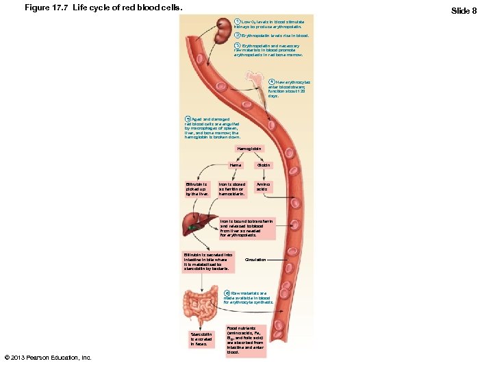 Figure 17. 7 Life cycle of red blood cells. Slide 8 1 Low O