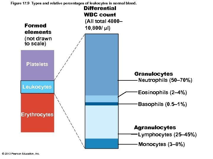 Figure 17. 9 Types and relative percentages of leukocytes in normal blood. Formed elements